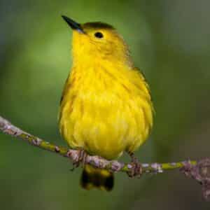 A cute Yellow Warbler perched on a thin branch.