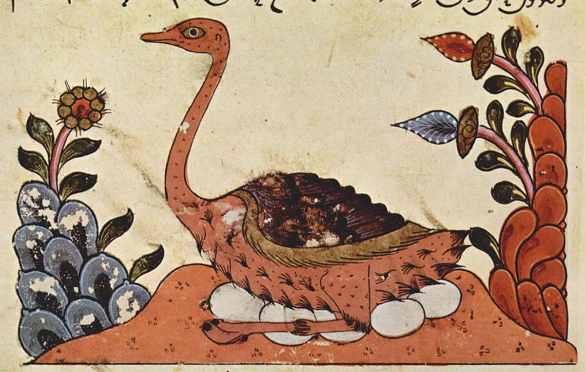 An Arabian Ostrich drawning.