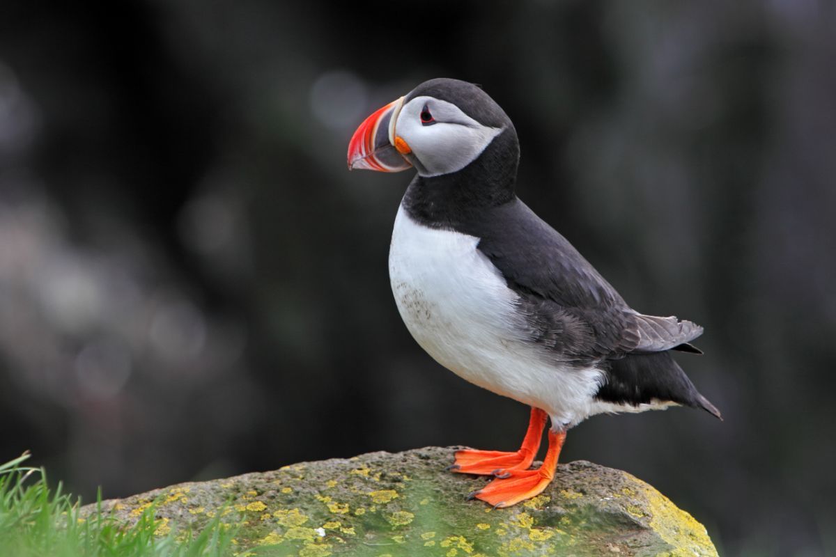 An adorable  Atlantic Puffin perched on a rock.