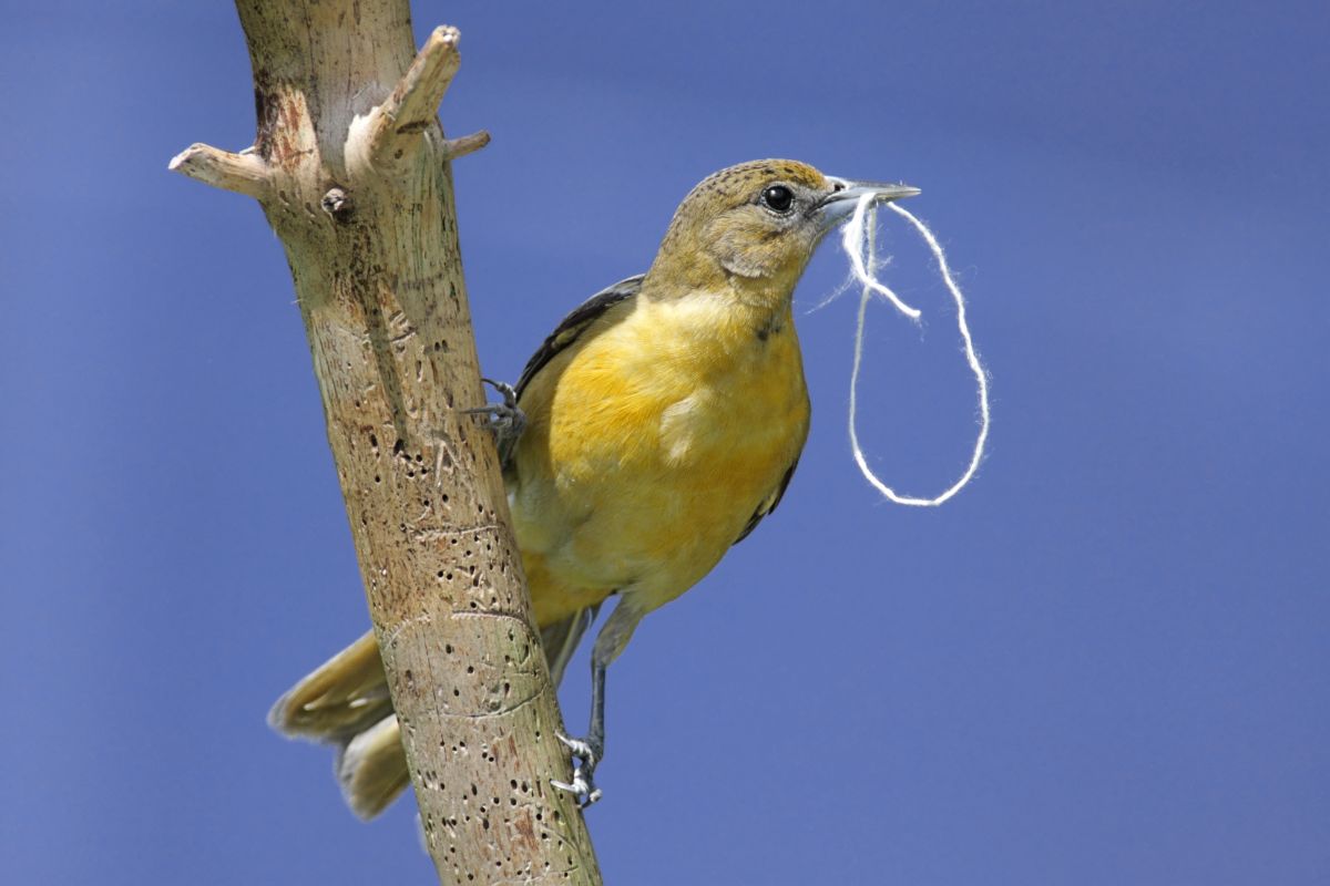 An adorable Baltimore Oriole Female perched on a branch with a string in a beak.