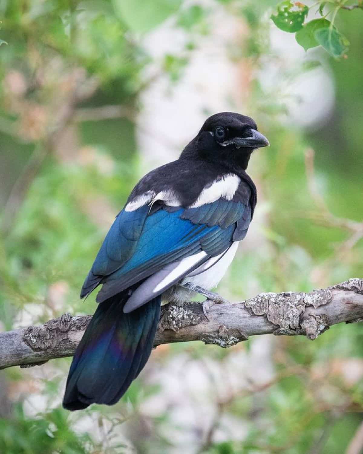 A beautiful Black-billed Magpie perched on a dried branch.