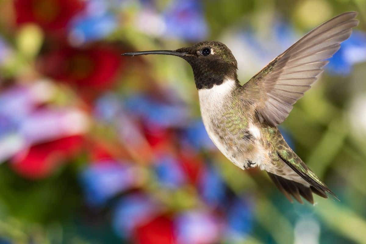 A beautiful flying Black-chinned Hummingbird.