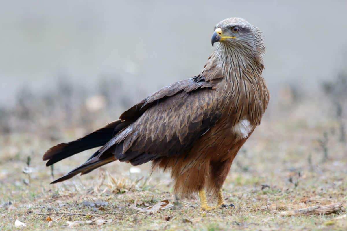 A majestic Black Kite is standing on the ground.