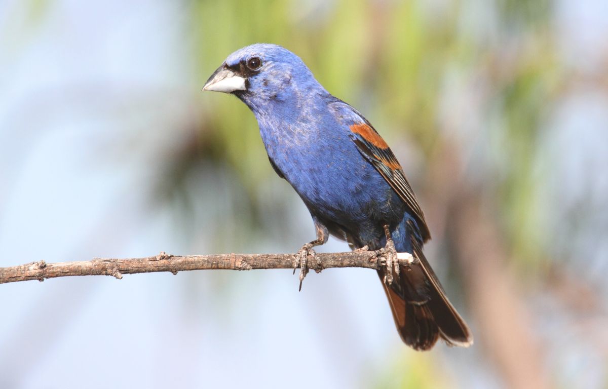 An adorable Blue Grosbeak perched on a thin branch.