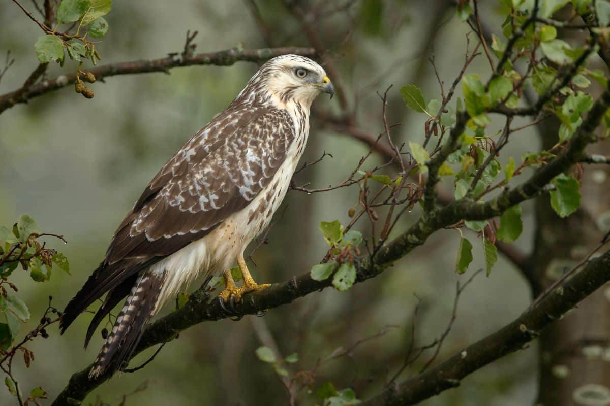 A beautiful Buzzard perched on a branch.