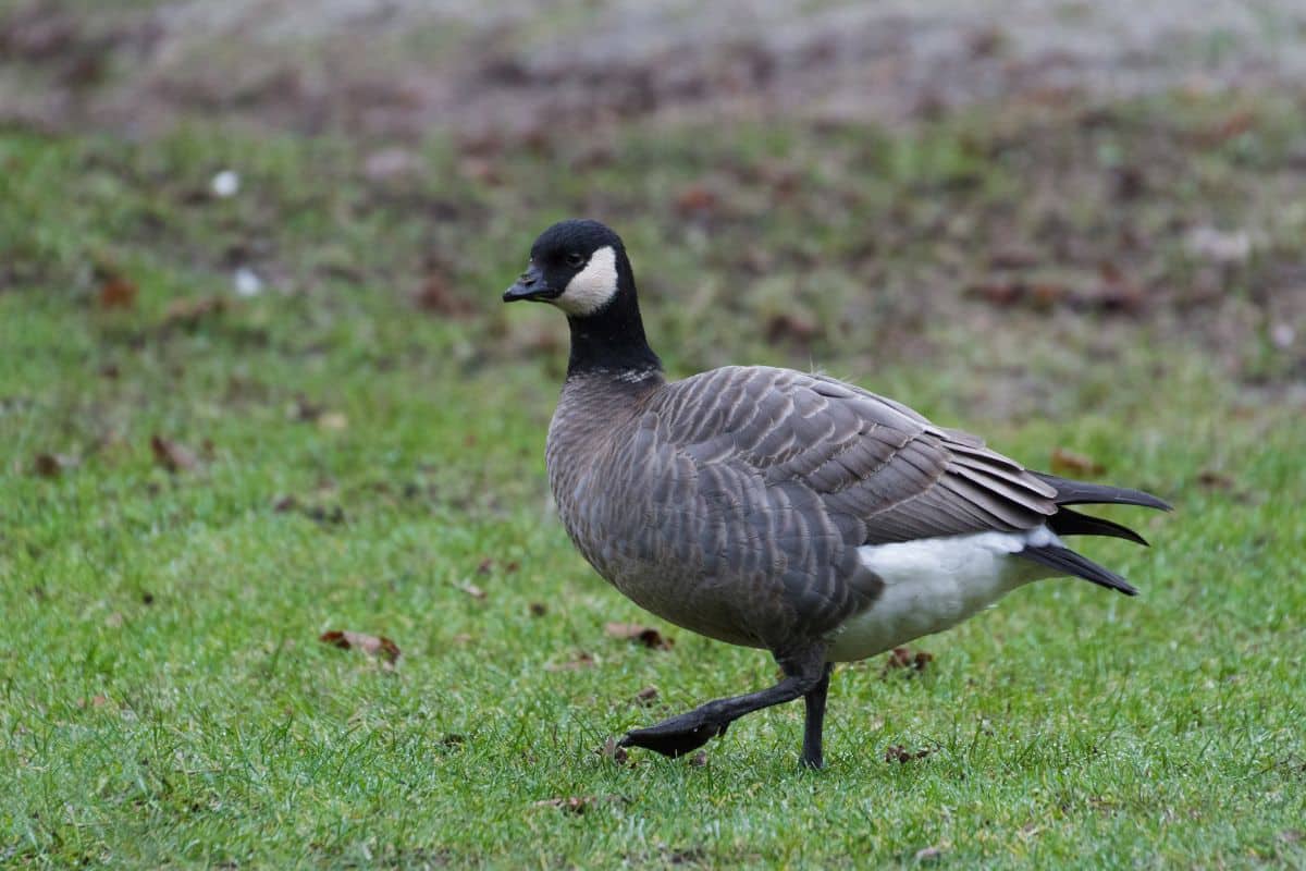 An adorable Cackling Goose walking on a meadow.