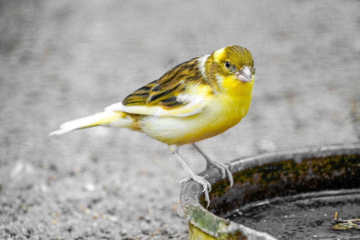 An adorable Domestic Canary perched on the edge of a feeder.