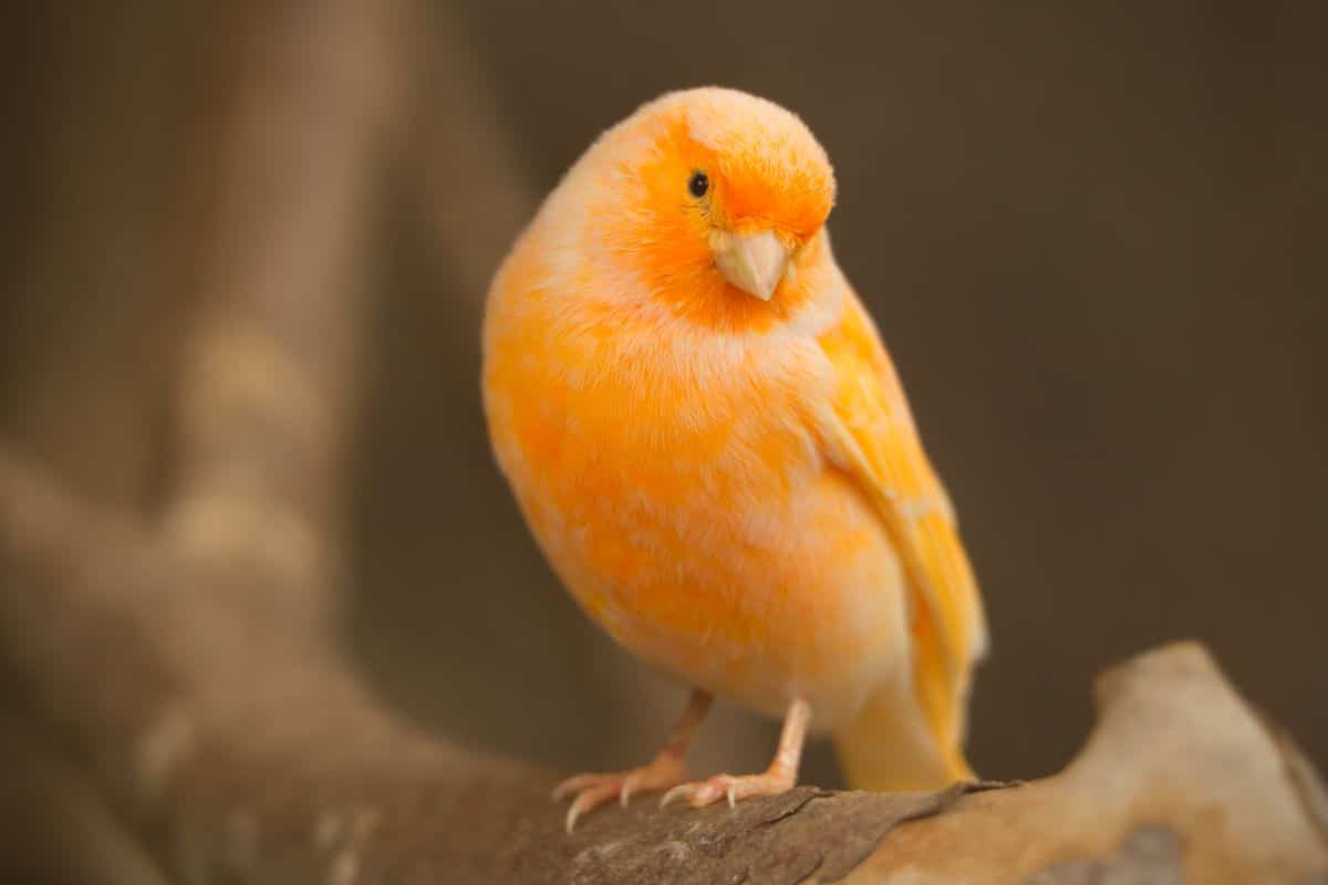 A beautiful orange Canary perched on a branch.