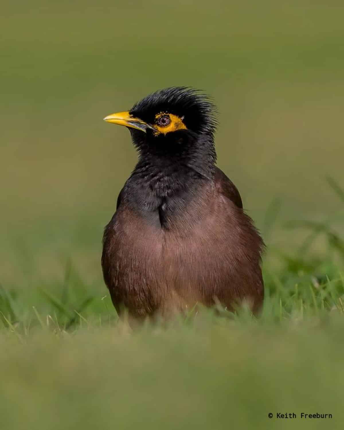 An adorable Common Myna on a meadow.