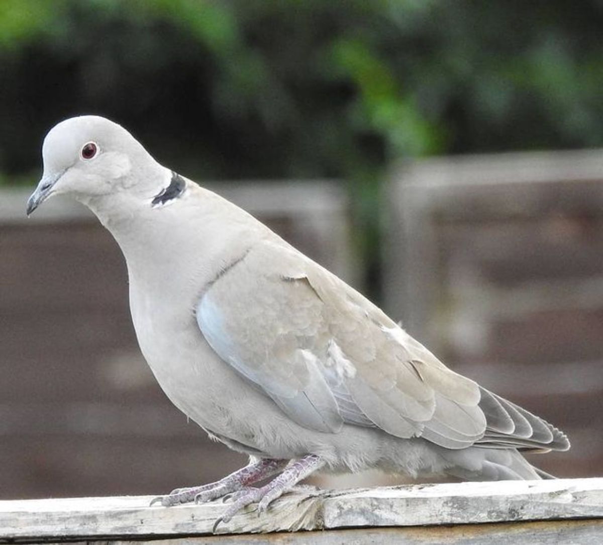 A beautiful Dove perched on a wooden fence.