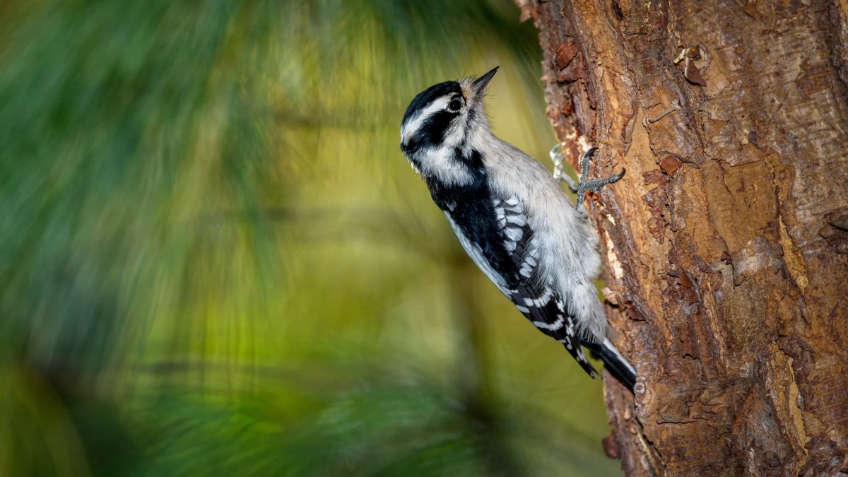 An adorable Downy Woodpecker pecking on a tree.