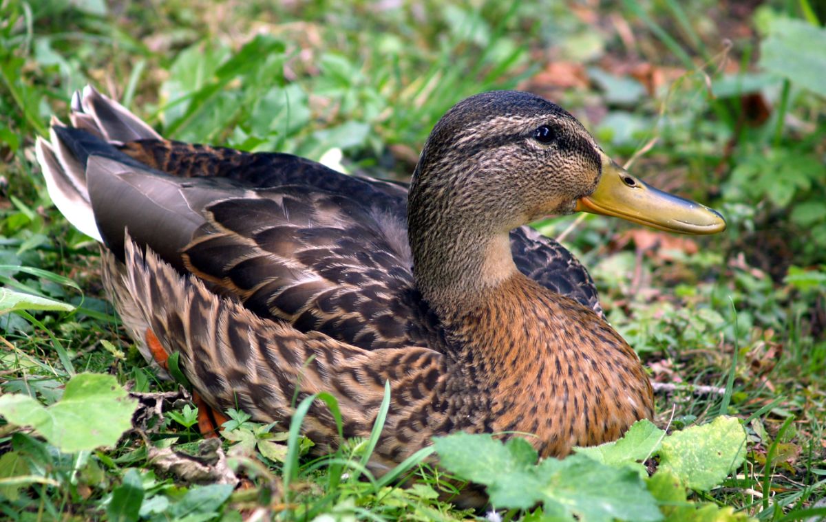 A beautiful brown Duck lying on the ground.