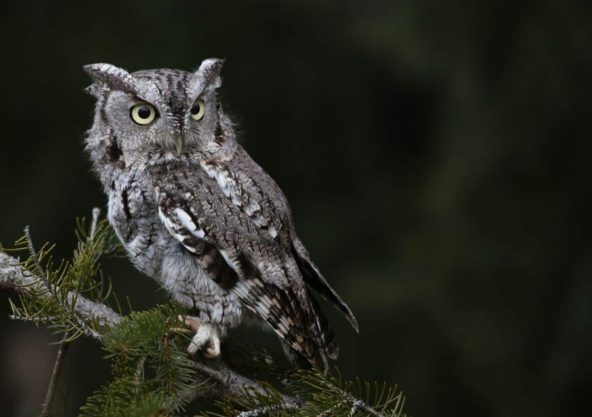 A beautiful Eastern Screech-Owl perched on a branch.