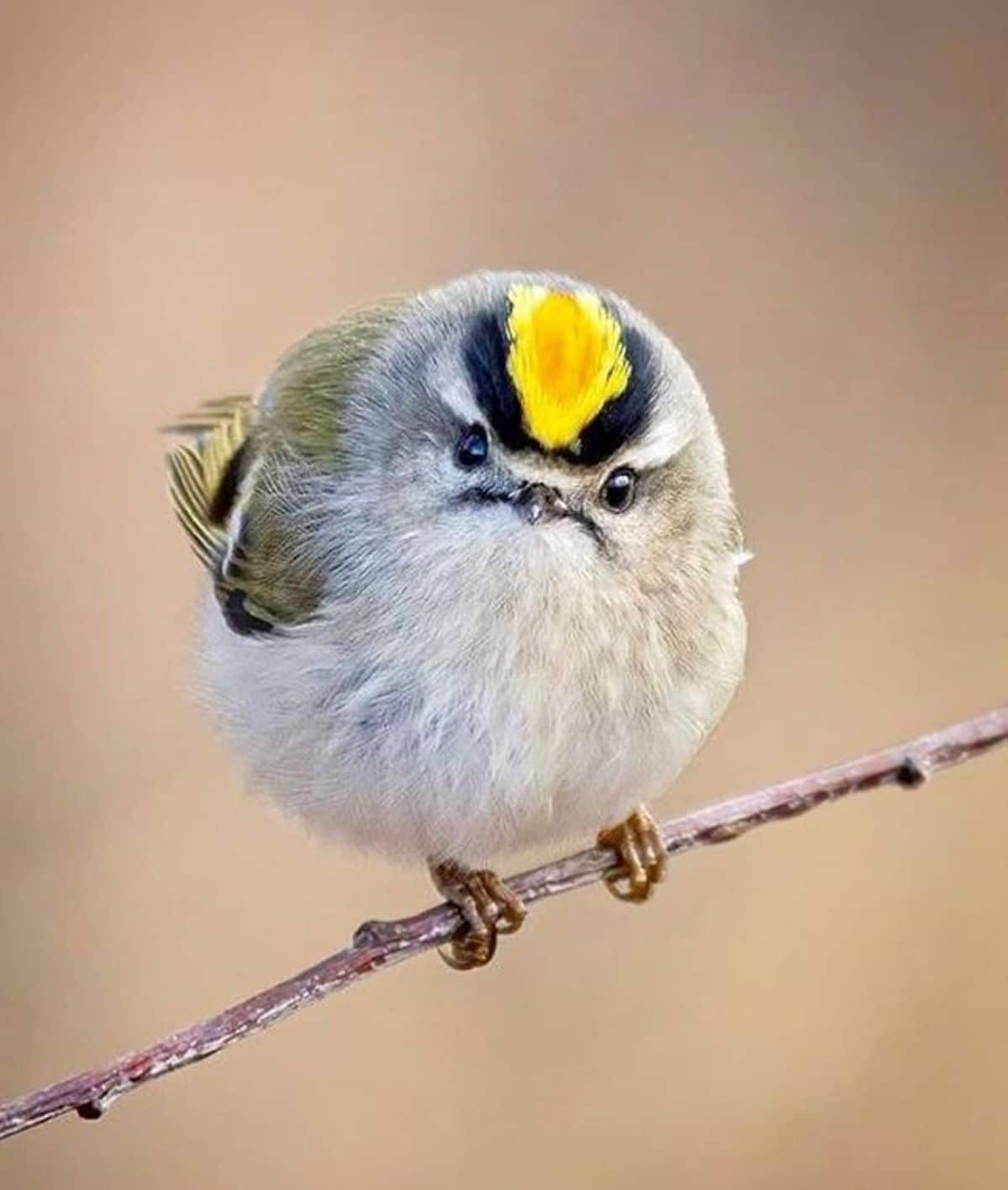 A cute Golden-Crowned Kinglet perched on a thin branch.