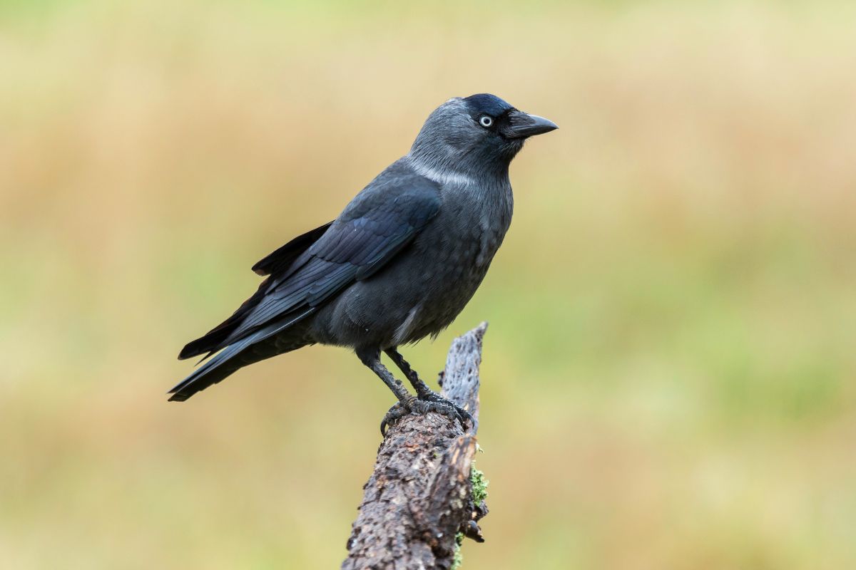 An adorable Jackdaw perched on an old branch.