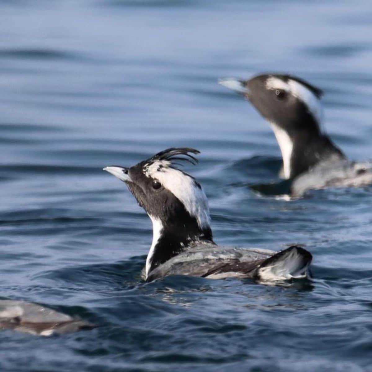 Two swimming Japanese Murrelets in the water.