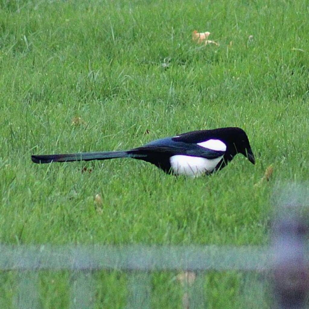 7 Birds That Bring Bad Luck Real Stories Bird Nature 7-birds-that-bring-bad-luck-real-stories-bird-nature