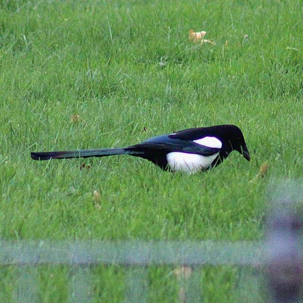 An adorable Magpie is looking for food in green grass.