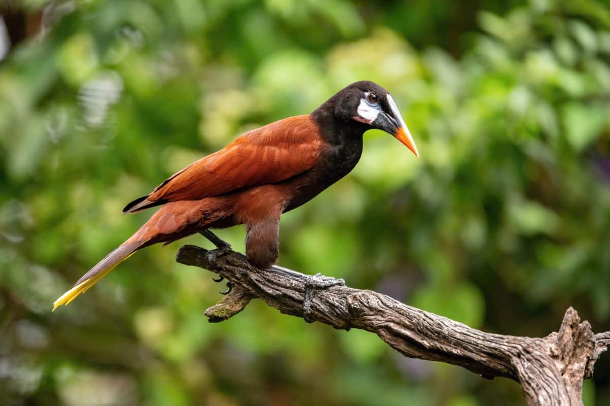 A beautiful Montezuma Oropendola perched on an old branch.