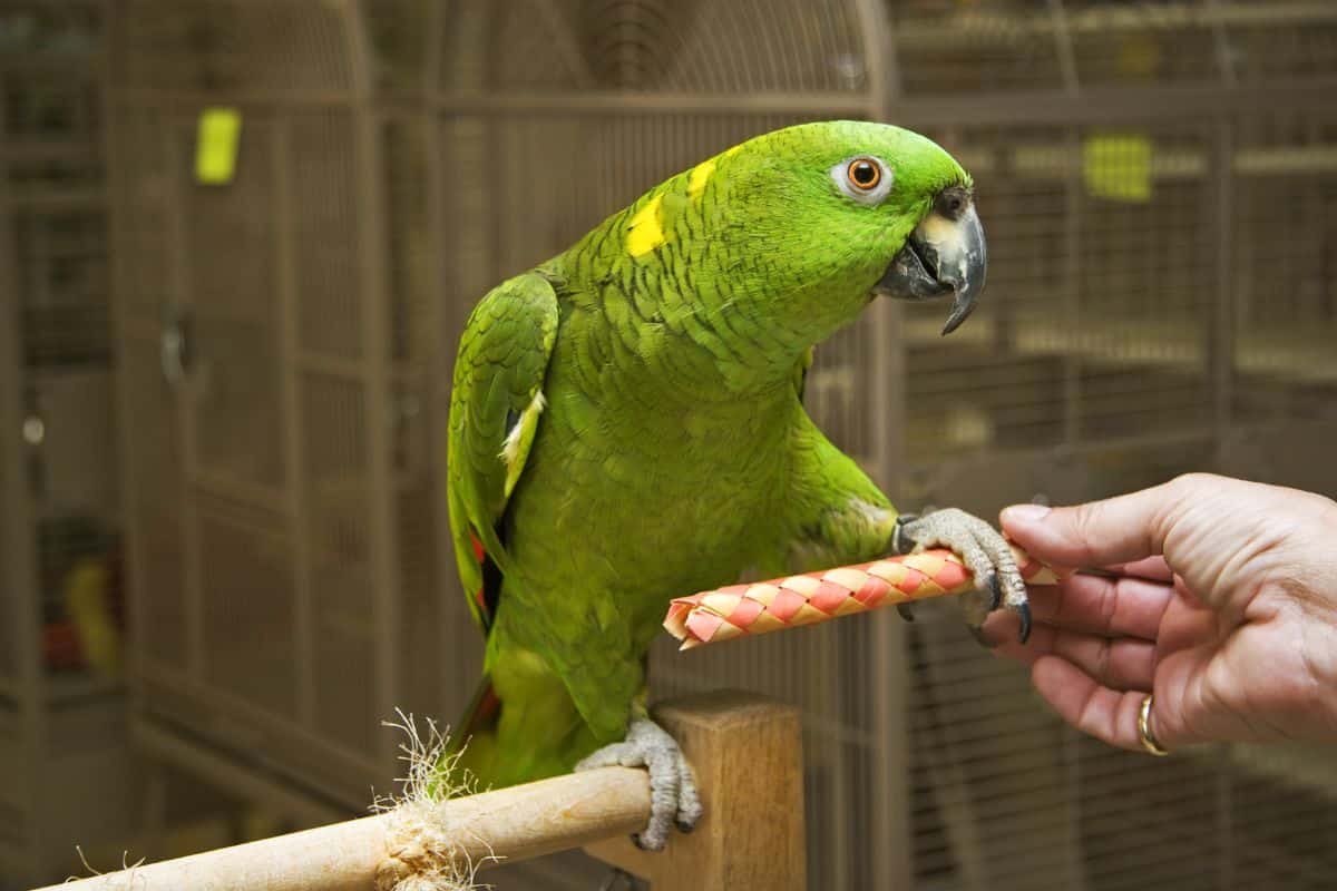 A beautiful Amazon Parrot holding a stick.