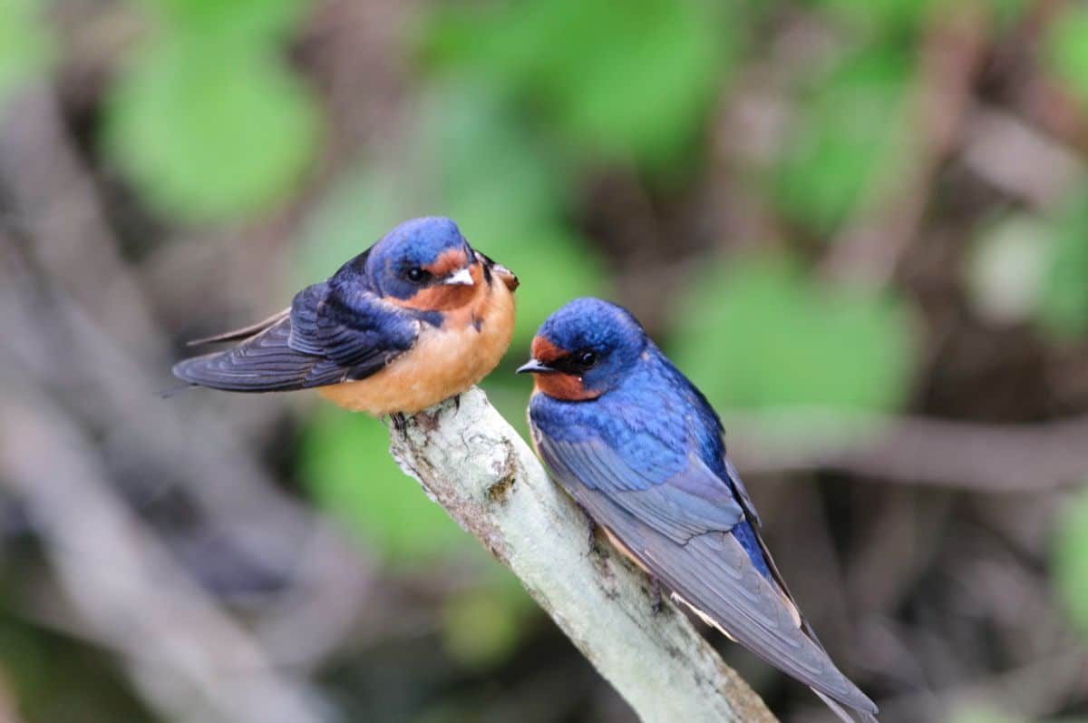 Two adorable Barn Swallows perched on a broken branch.