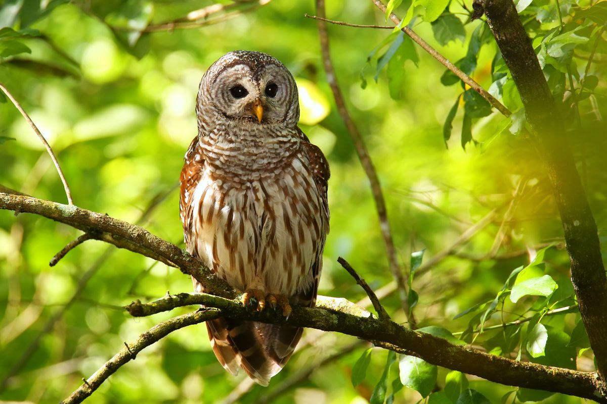 A beautiful Barred Owl perched on a branch.