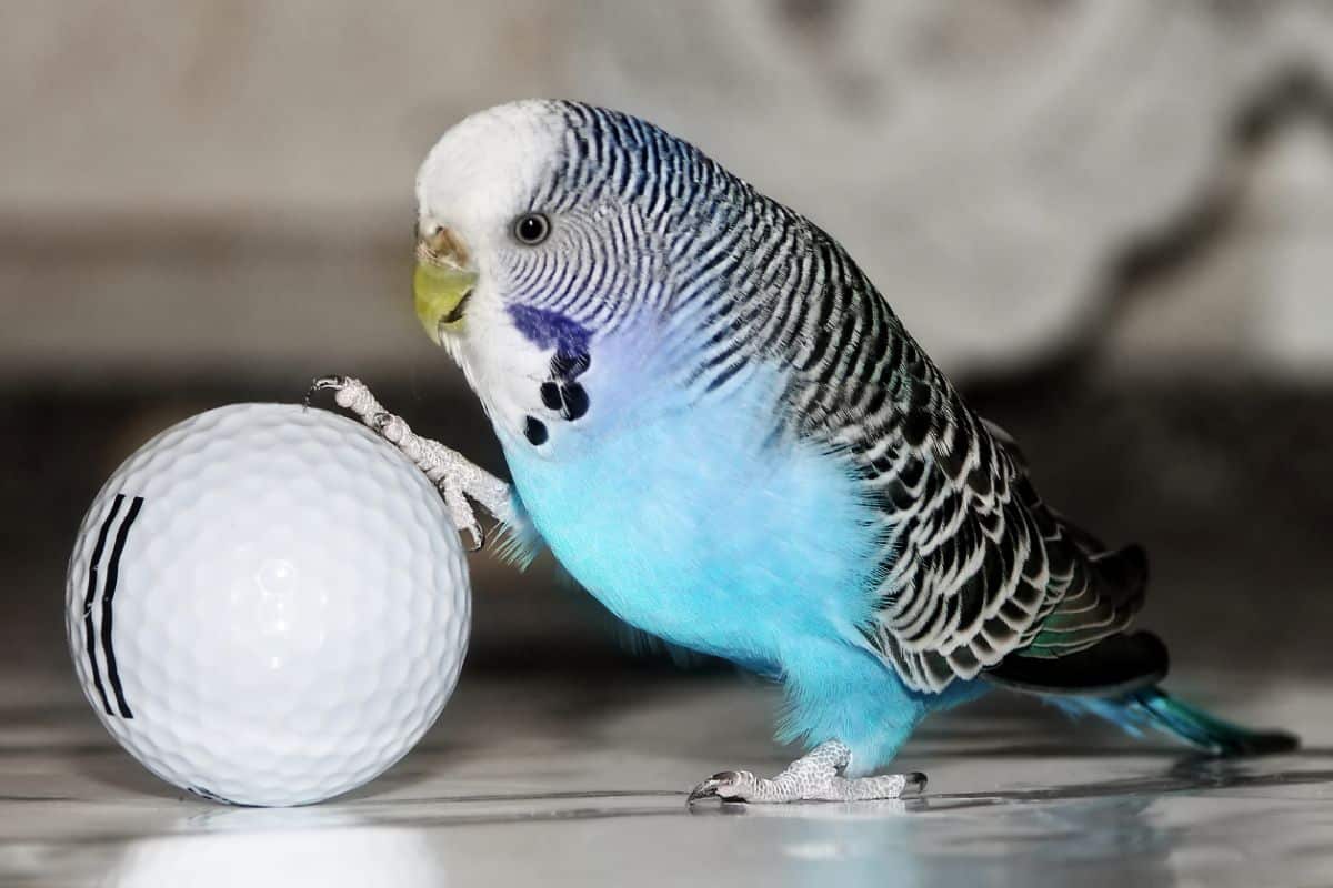 An adorable budgie playing with a golf ball.