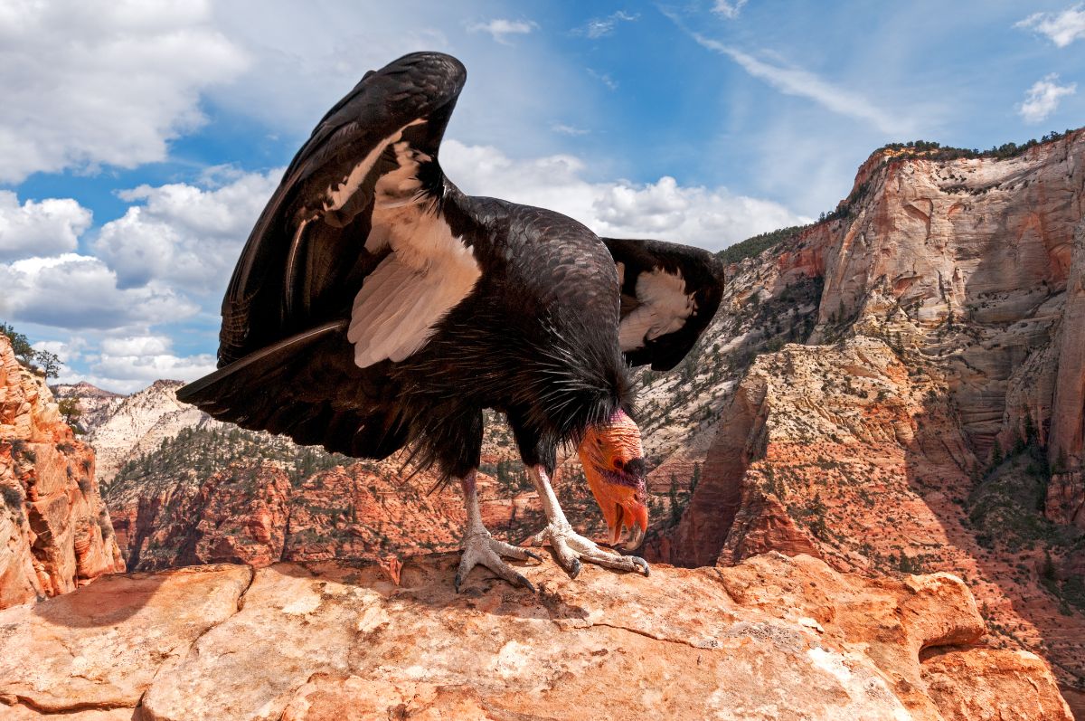 A big majestic California Condor perched on a rock.