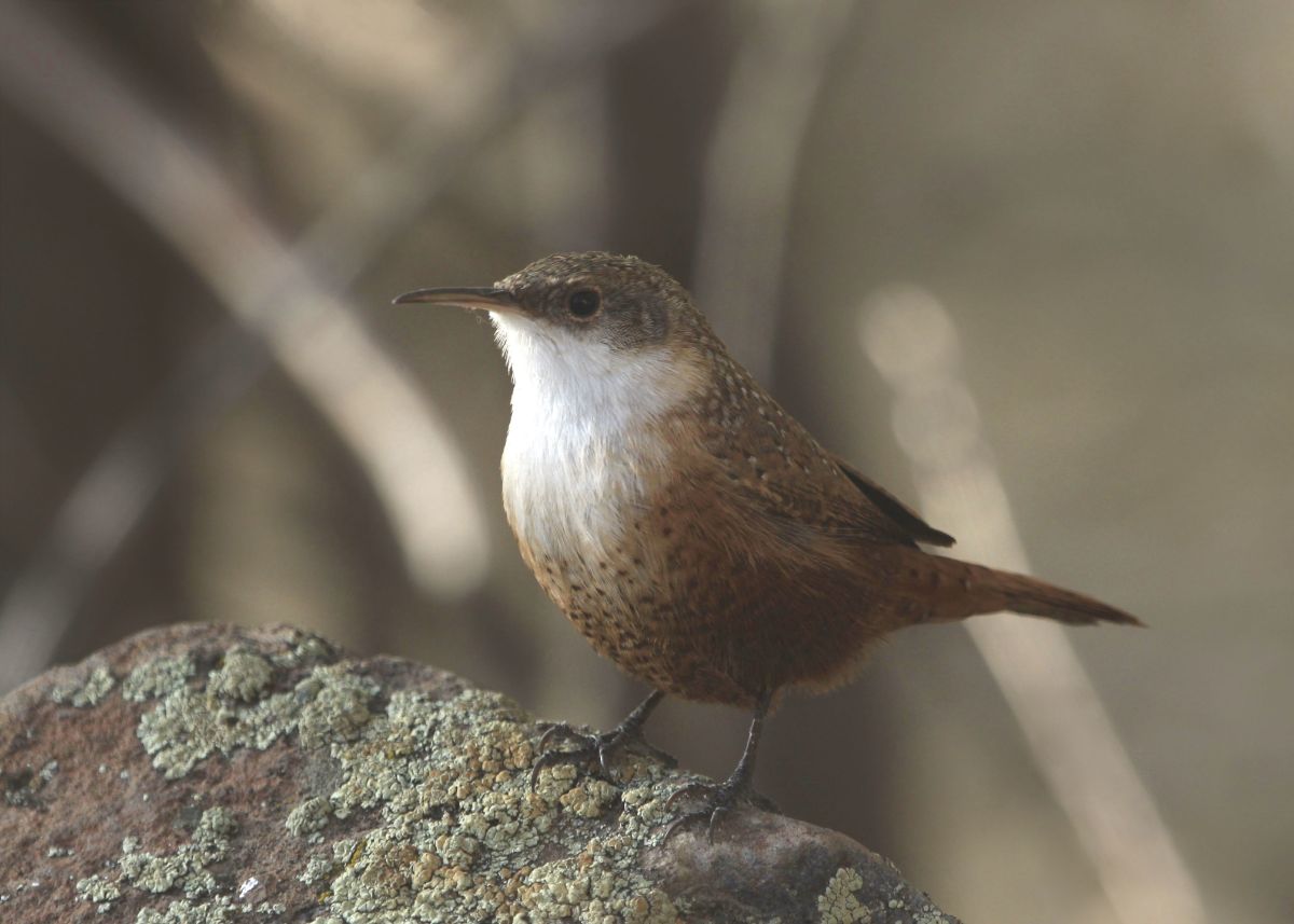 A cute Canyon Wren perched on a moss-covered rock.