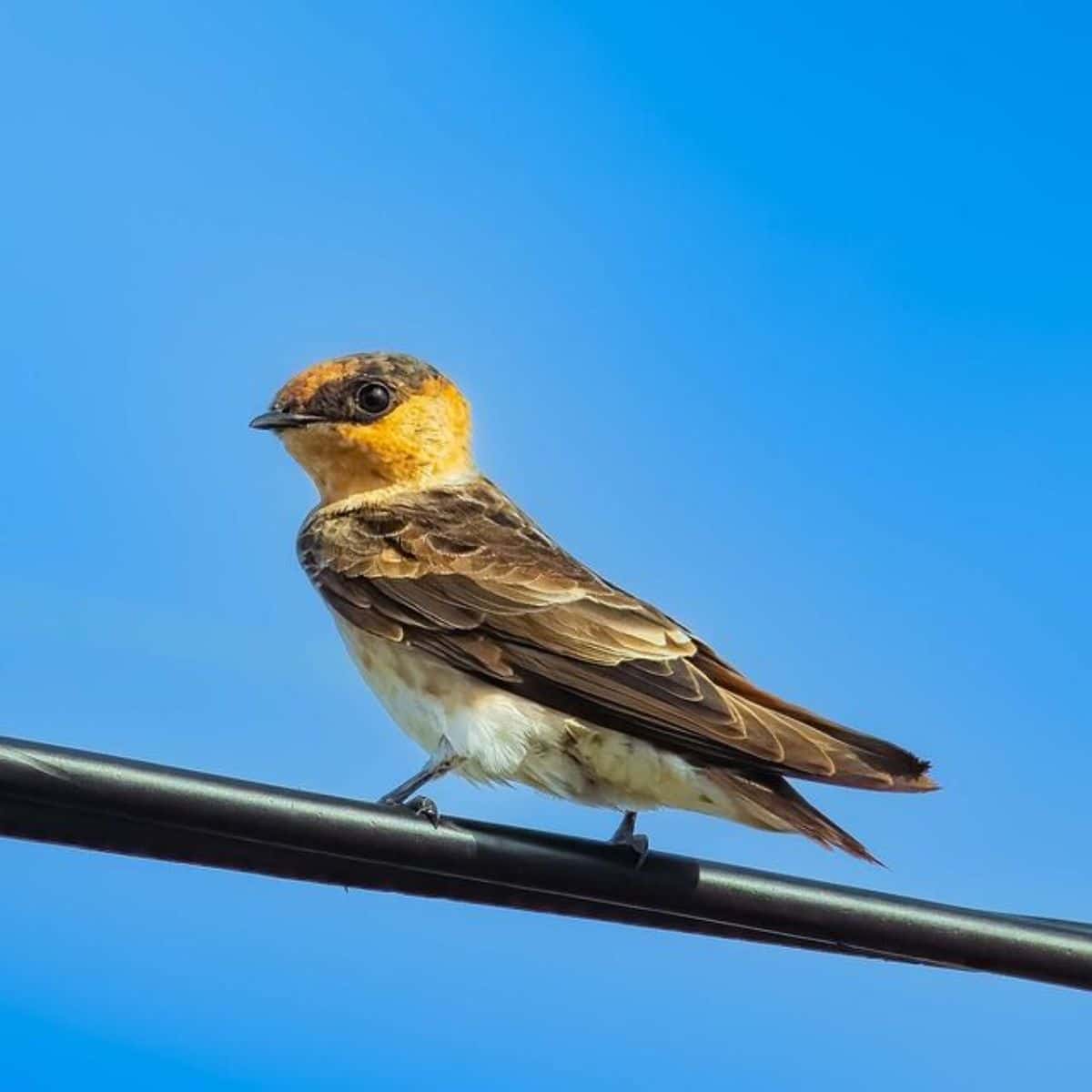An adorable Cave Swallow perched on a cable.
