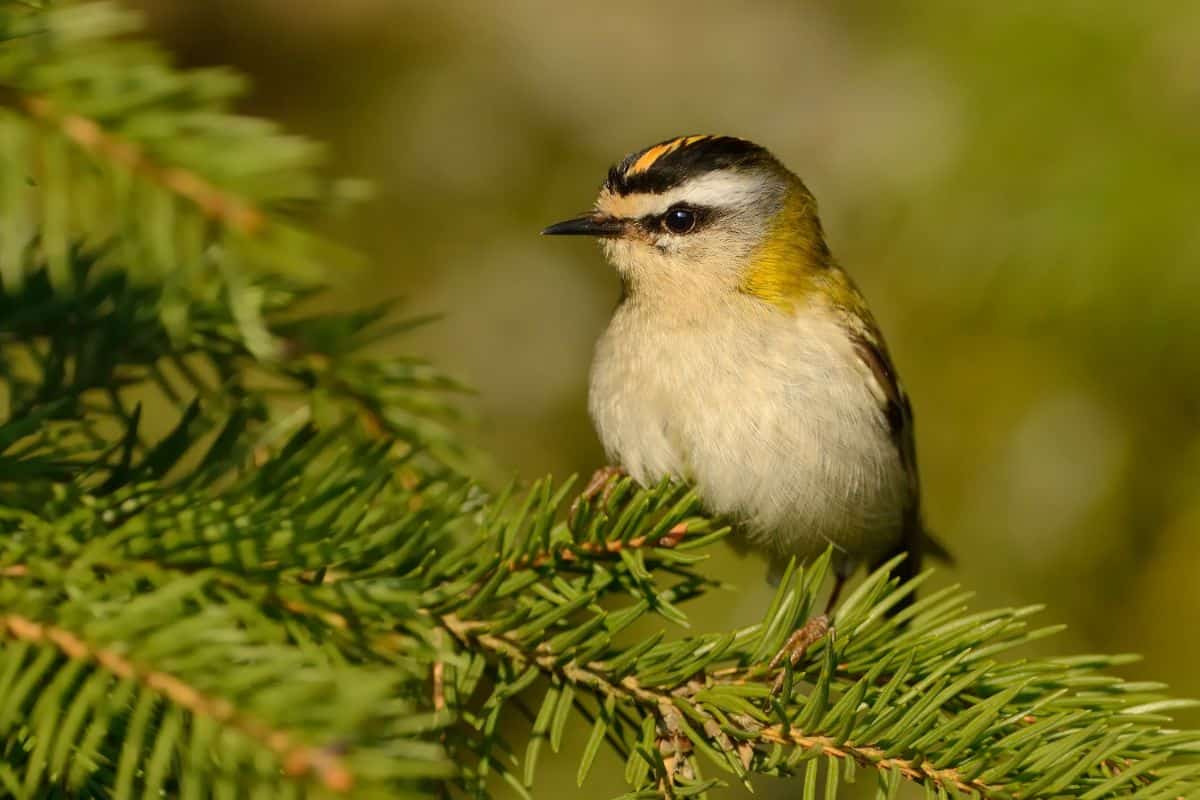 An adorable Common Firecrest perched on a pine branch.