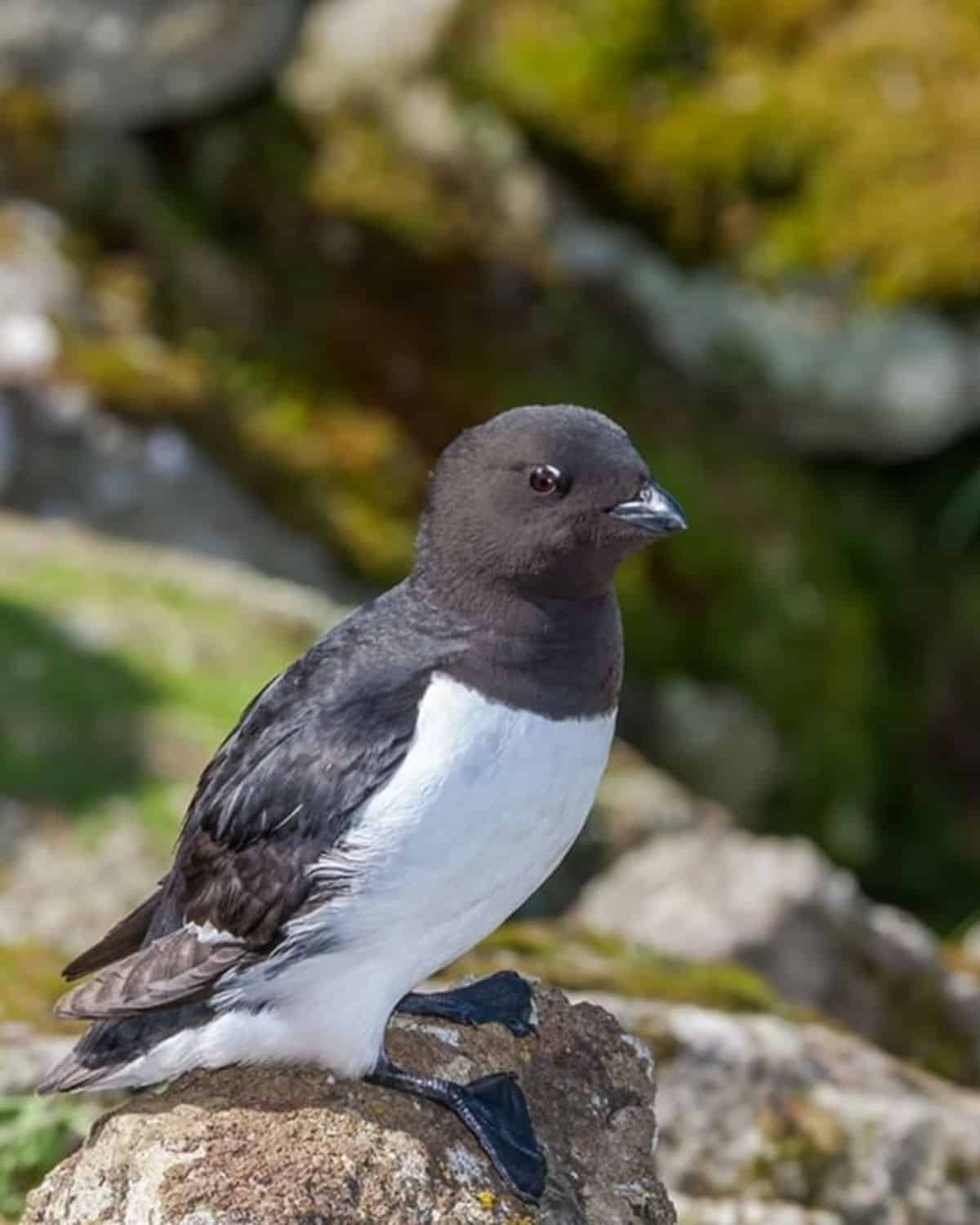 An adorable Dovekie perched on a rock.