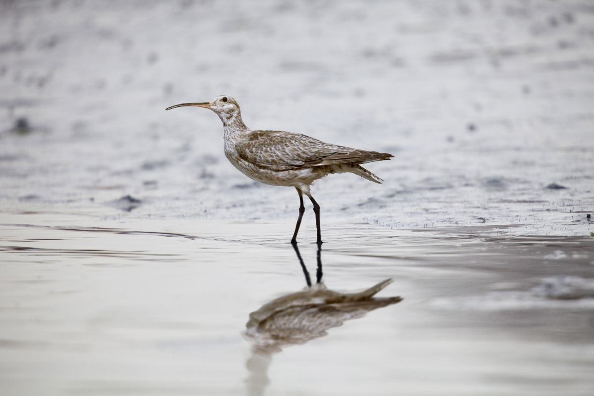 An Eskimo Curlew on a shore.
