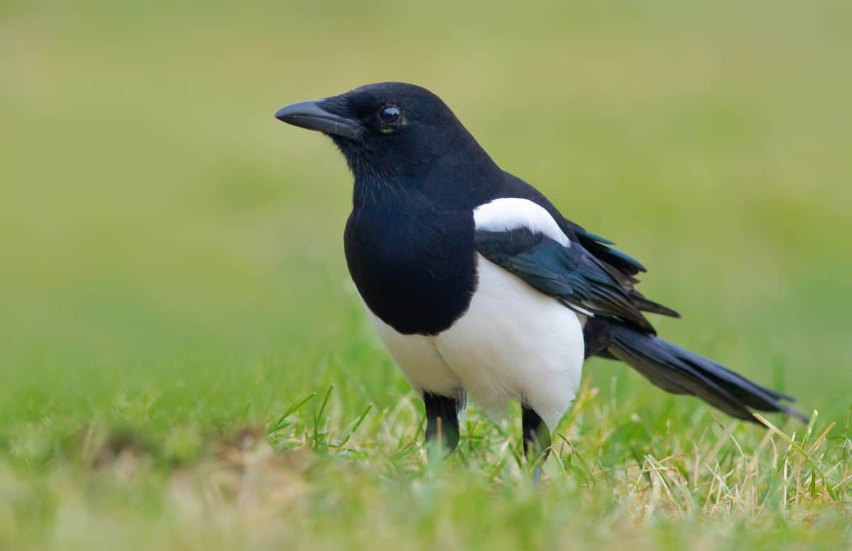 A beautiful Eurasian Magpie is standing on a meadow.