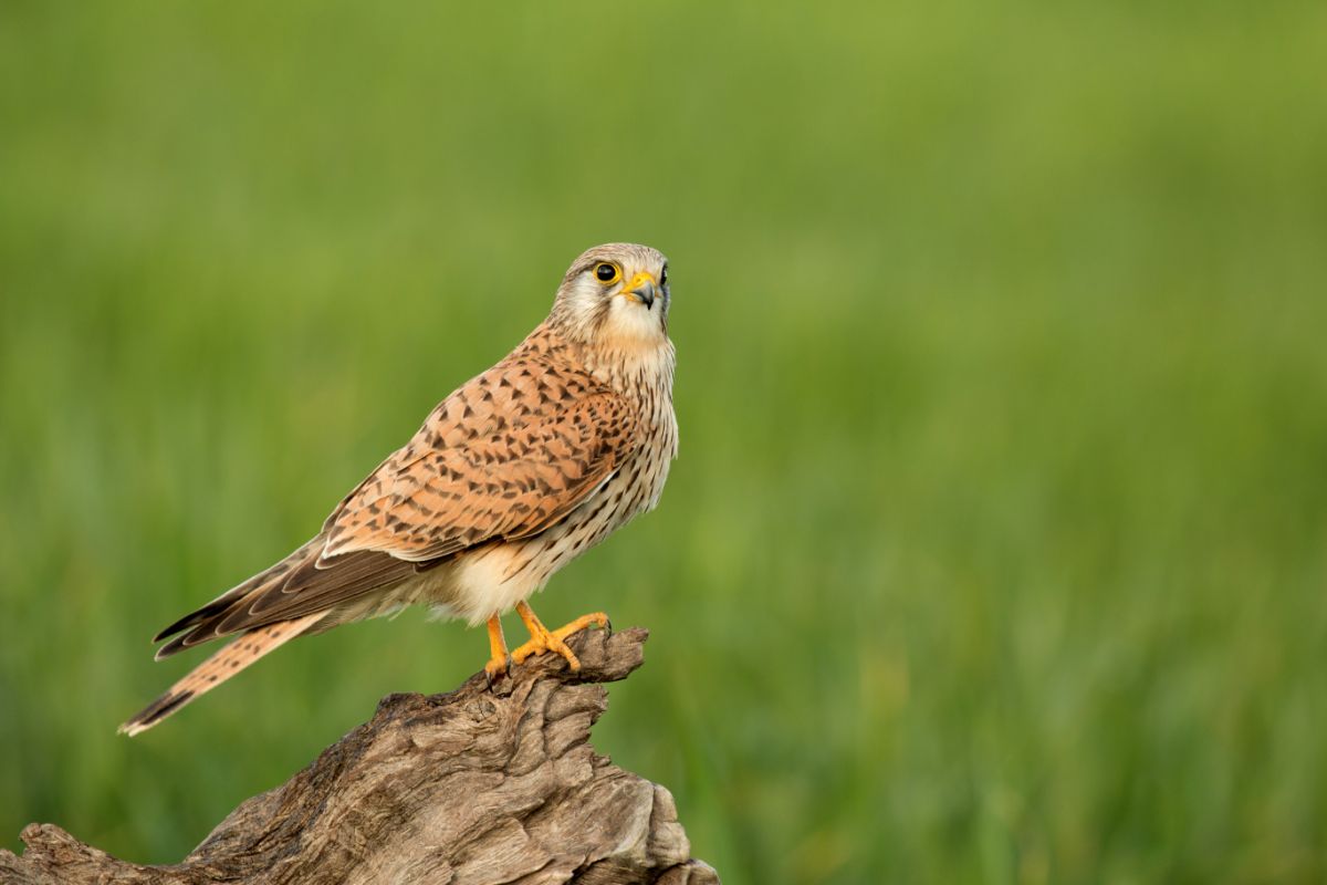 A beautiful Falcon perched on a wooden log.