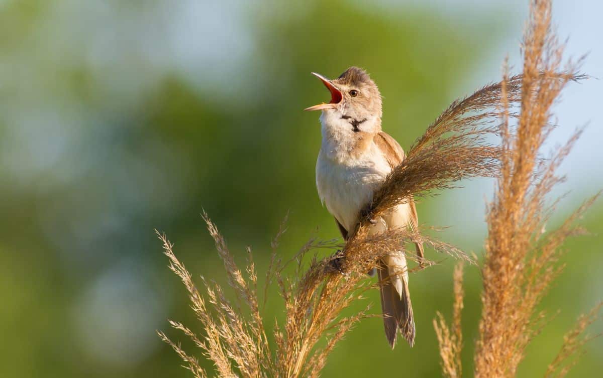 An adorable chirping Great Reed Warbler perched on tall grass.