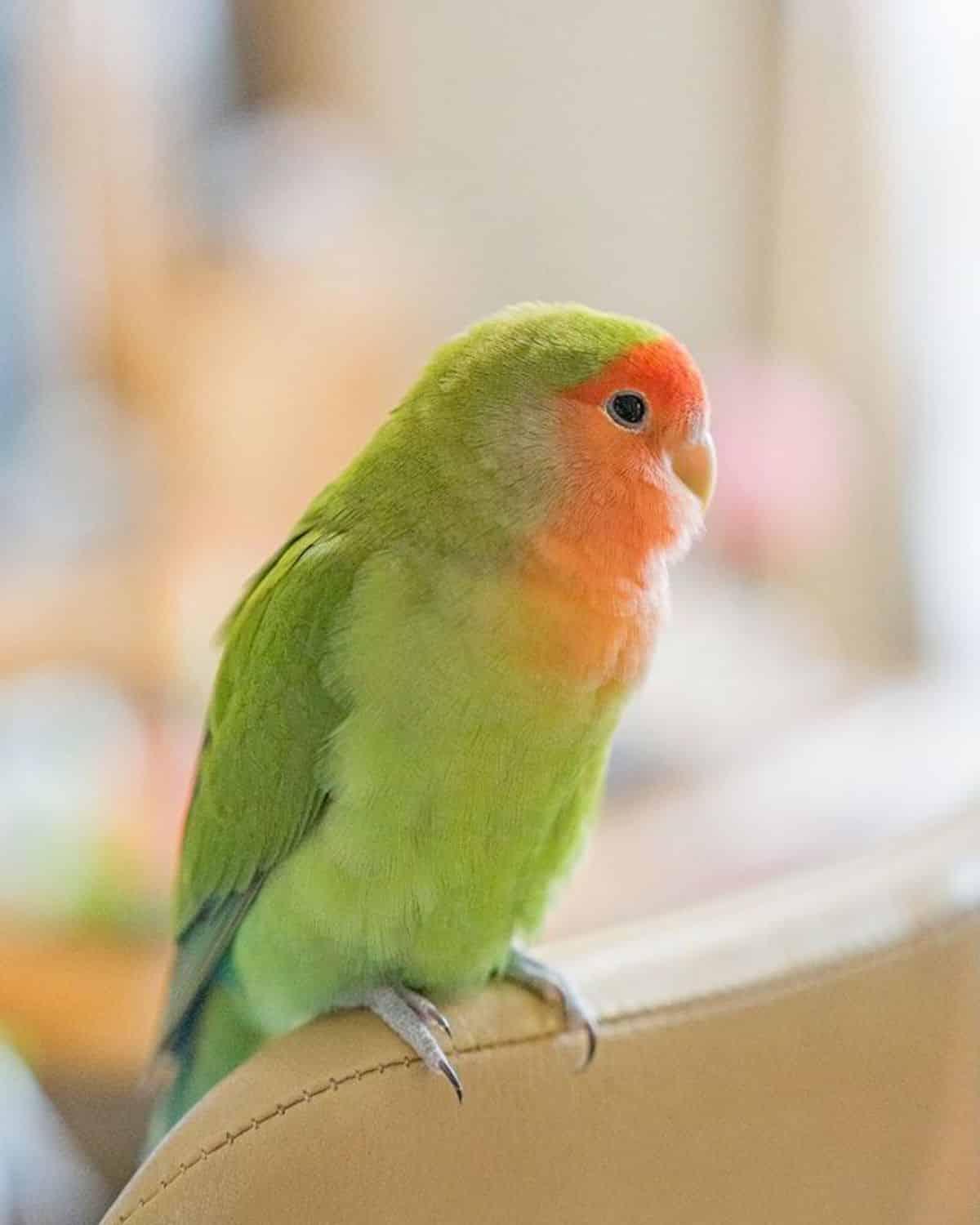 An adorable Lovebird perched on the top of a leather chair.