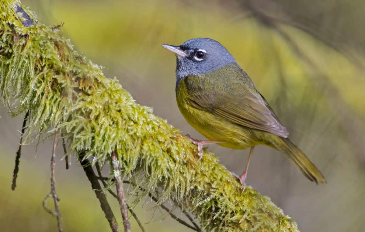 An adorable MacGillivray’s Warbler perched on a moss-covered branch.