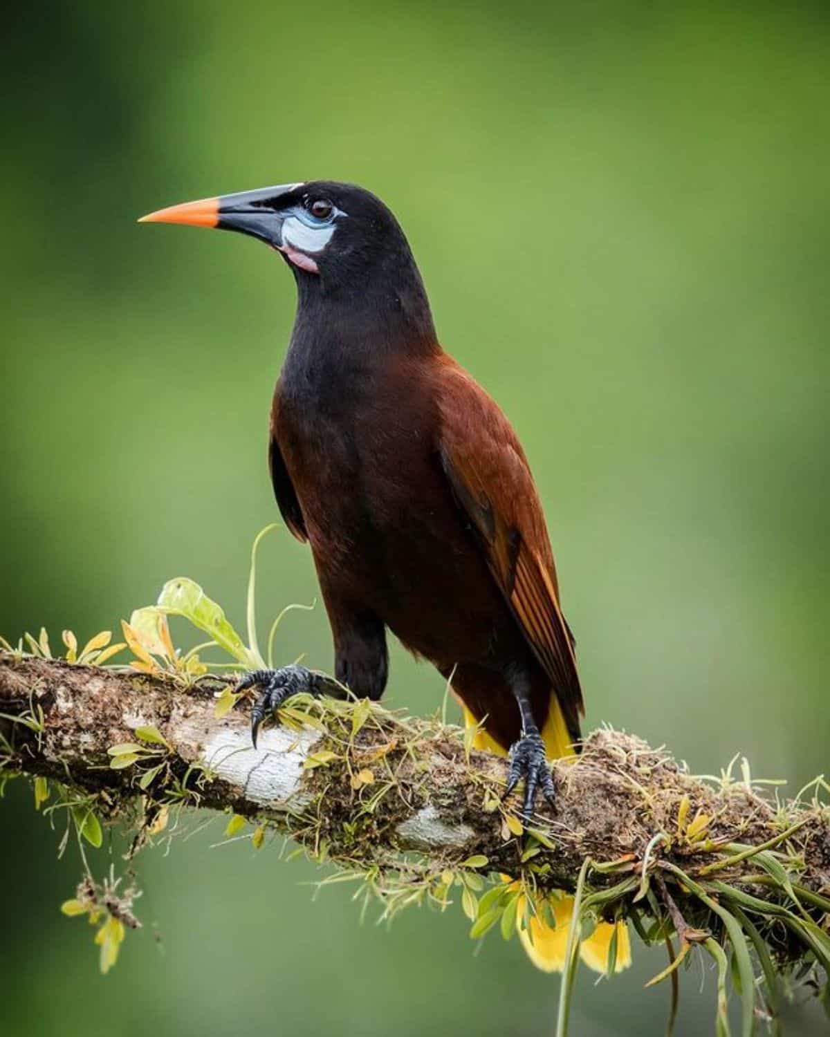 A beautiful Montezuma Oropendola perched on a branch.