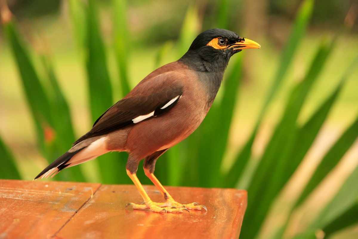An adorable Myna is standing on a wooden table.