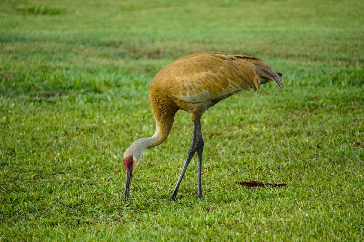 A tall Sandhill Crane on a meadow is looking for food.