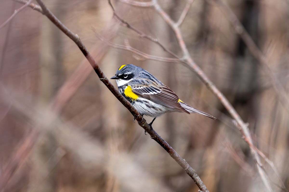 An adorable Yellow-rumped Warbler perched on a branch.