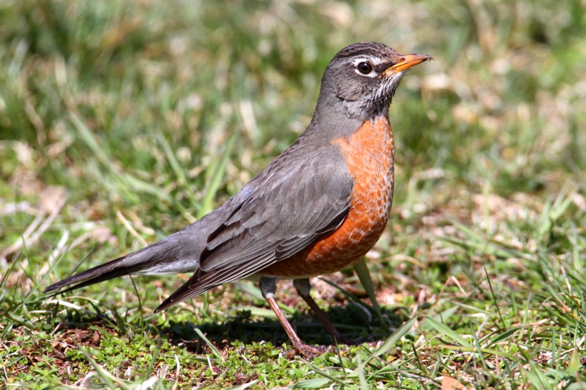 A beautiful American Robin perched on a meadow on a sunny day.