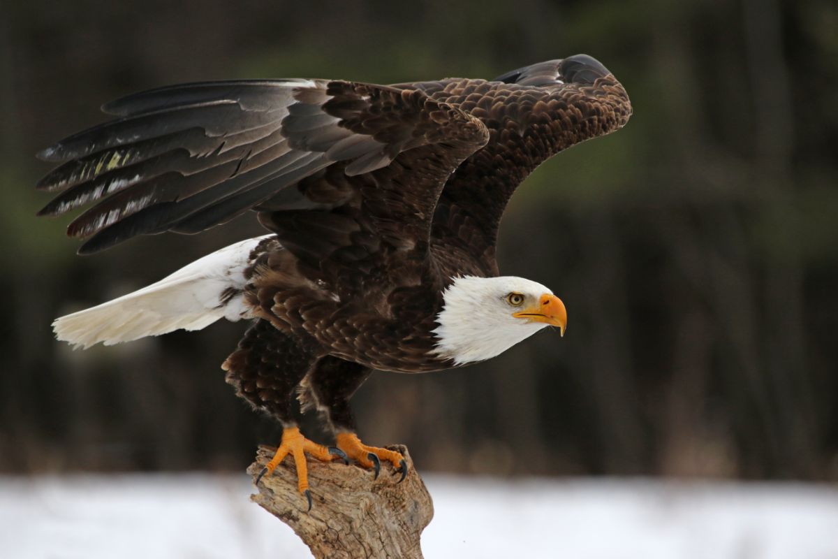 A beautiful American Bald Eagle is taking off from a branch.