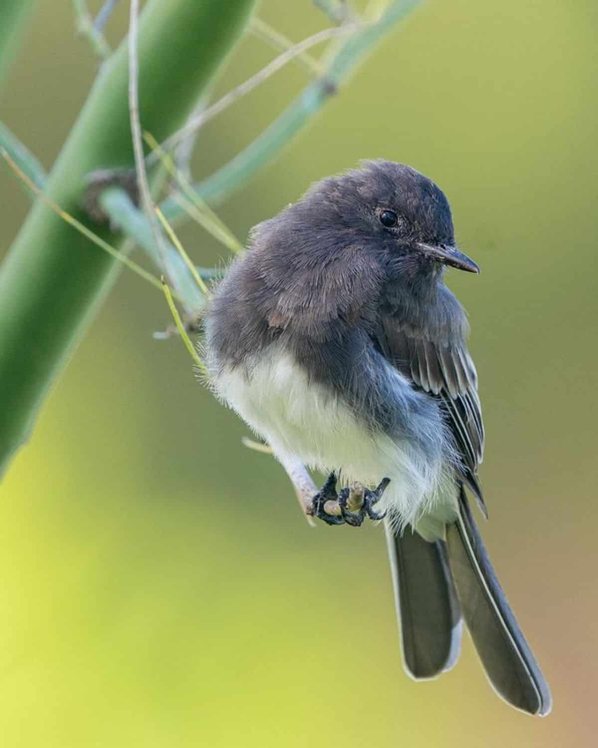 An adorable Black Phoebe perched on a thin branch.