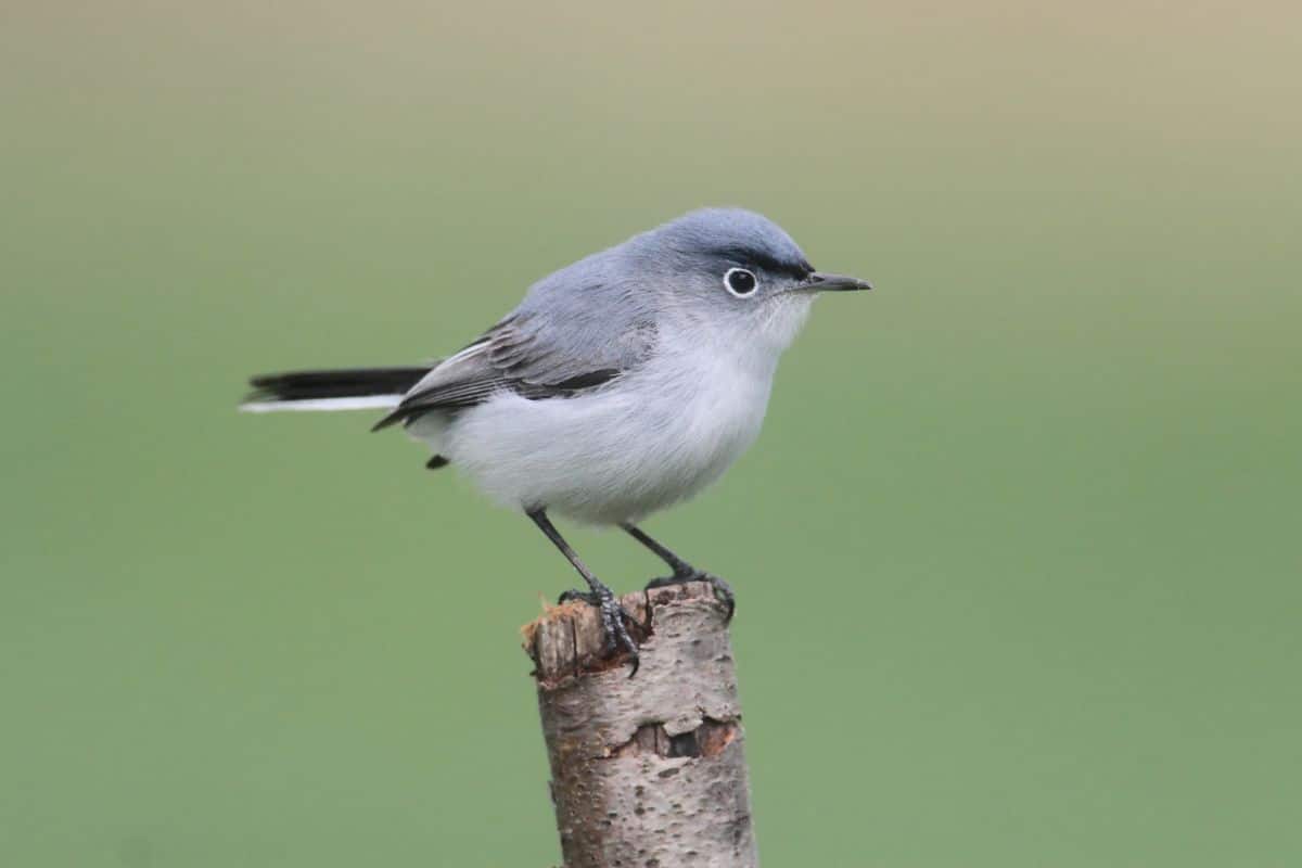 An adorable Blue-Gray Gnatcatcher perched on a wooden pole.