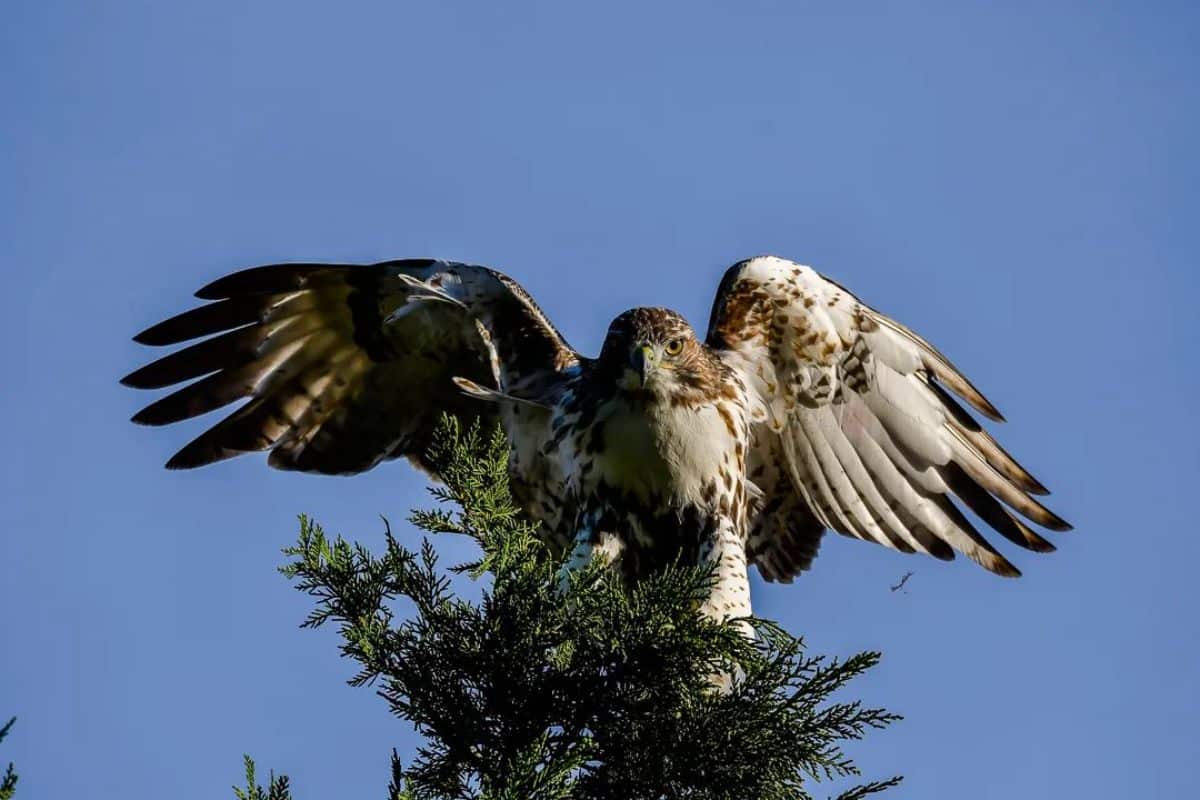 A big fierce-looking Buzzard perched on the top of a tree.