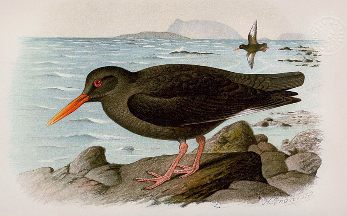 A Canarian Oystercatcher drawning.