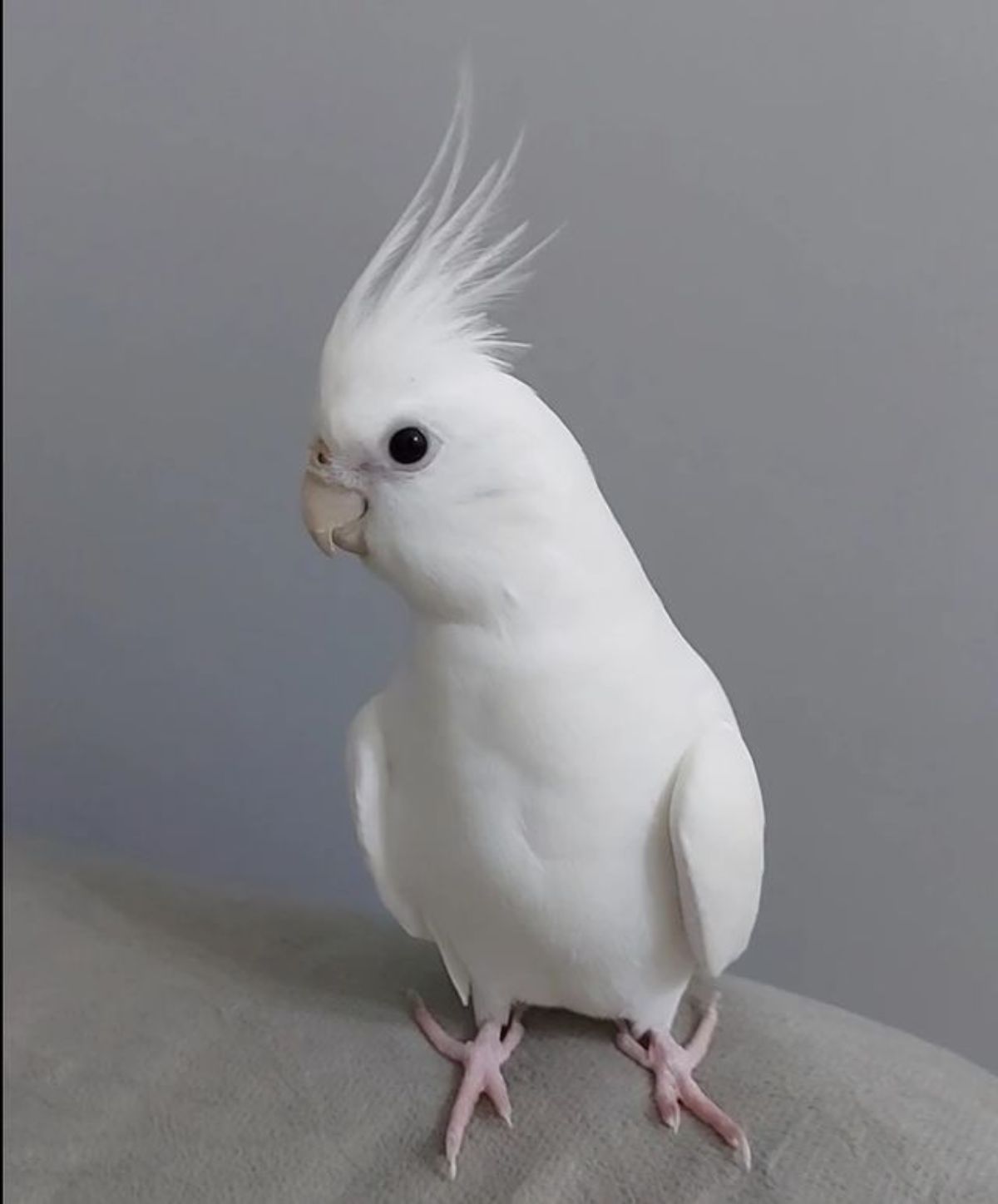 An adorable Cockatiel perched on a sofa.