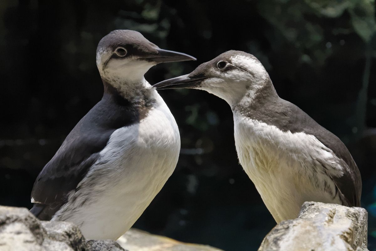 Two adorable Common Murres perched on rocks.